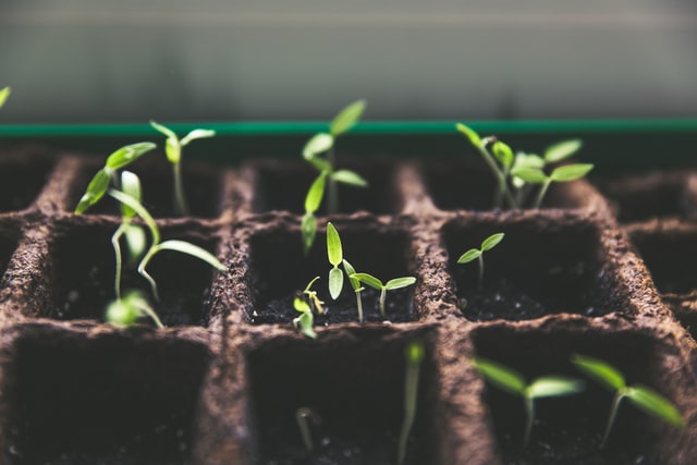 Seedling Exchange and Garden Swap