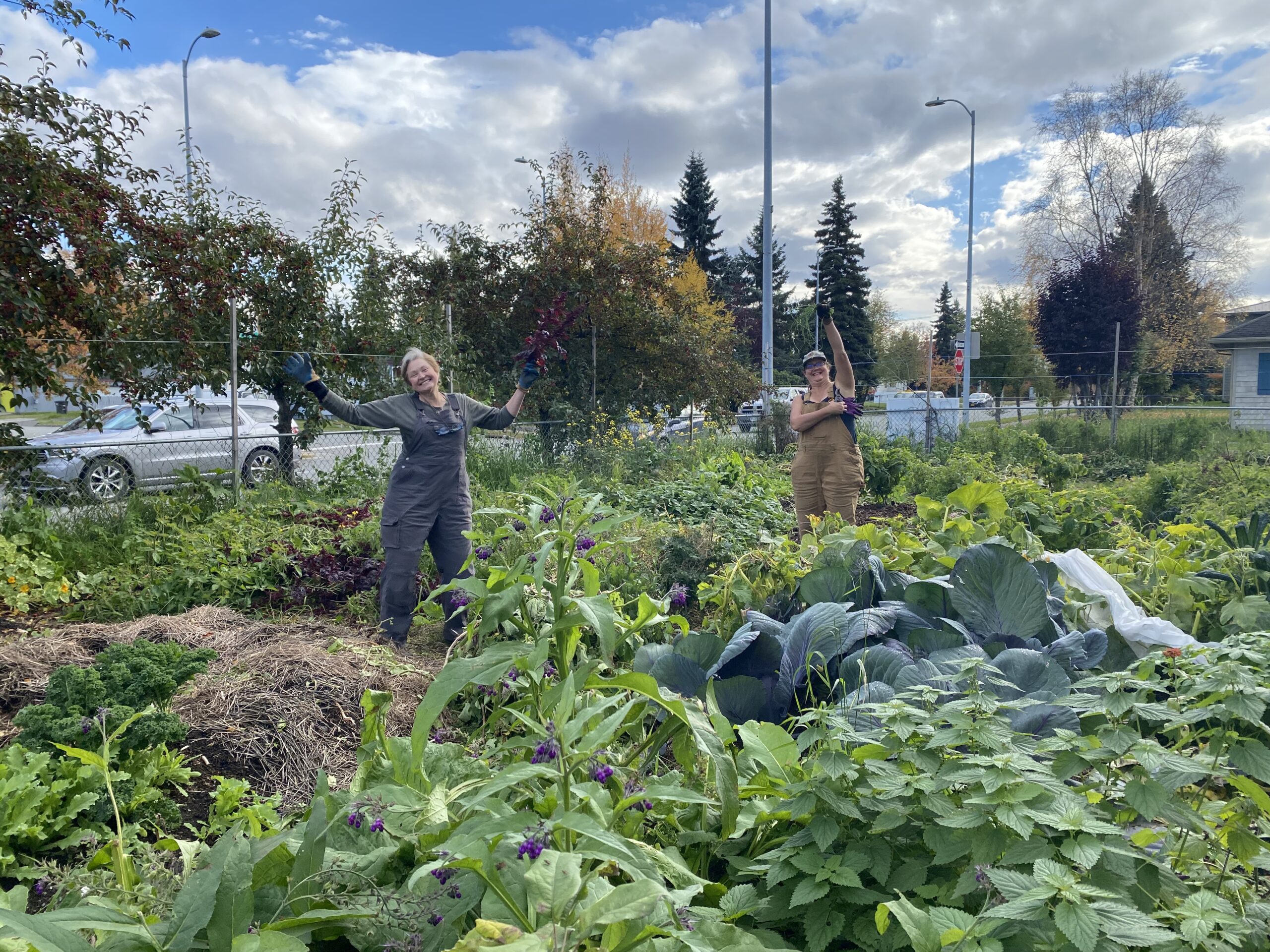 Photo of I Street garden in September with lots of abundant vegetables.