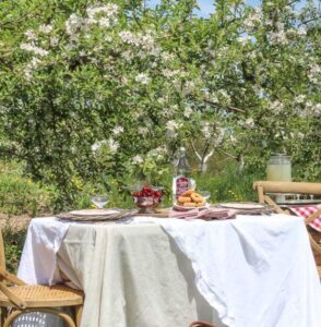 Picnic Table spread in orchard.