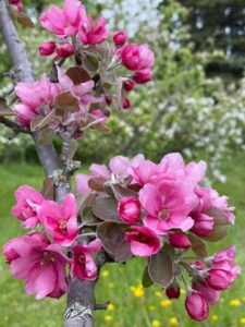Magenta apple blossoms