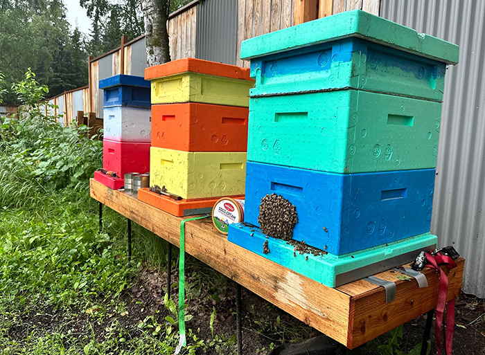 Urban Harvest: Introduction to Sustainable Beekeeping in Alaska - Session B: Jan 7 & 14