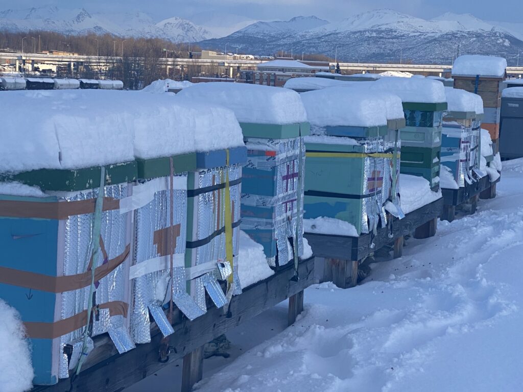 Insulated bee hives on roof top