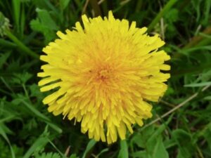dandelion