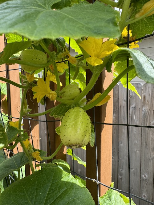 Lemon cucumbers growing up a wire trellis.