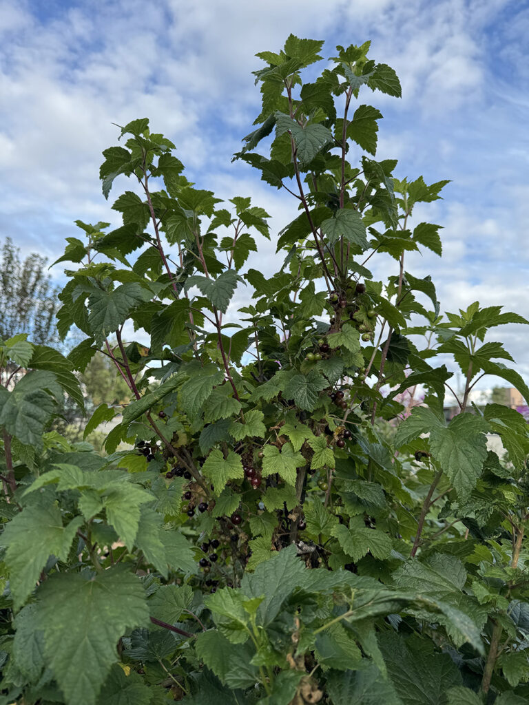 Currants