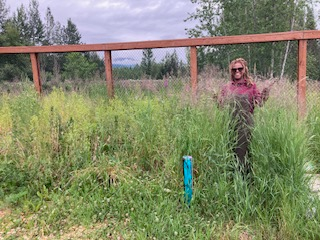 Gardener stands in tall weeds that have completely over taken the garden.