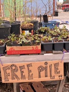 Plants on a table with free sign.